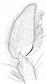 Pedipalpus