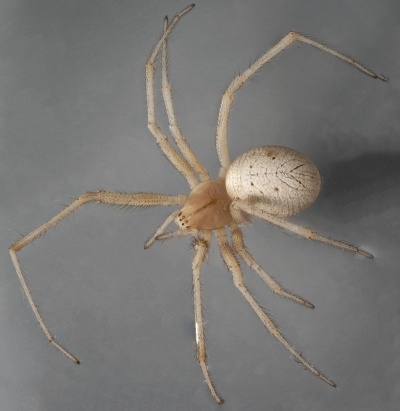 Enoplognatha penelope female-BG-may-2018.jpg