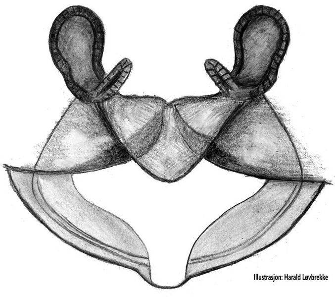Datei:Erigone psychrophila vulva 3 HLovbrekke.jpg