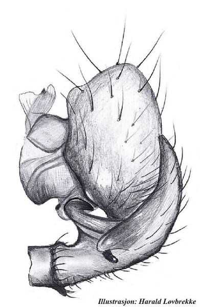 Datei:Gonatium paradoxum palp HLovbrekke.jpg