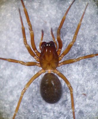 Hilaira excisa f 1024.jpg