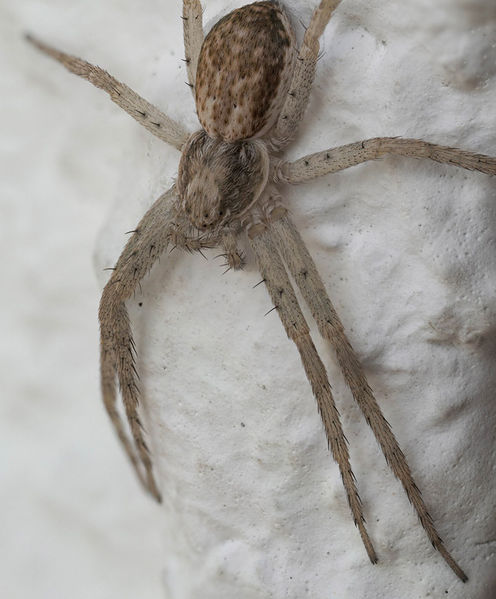 Datei:Philodromus-dispar-01 WHoelzel.jpg