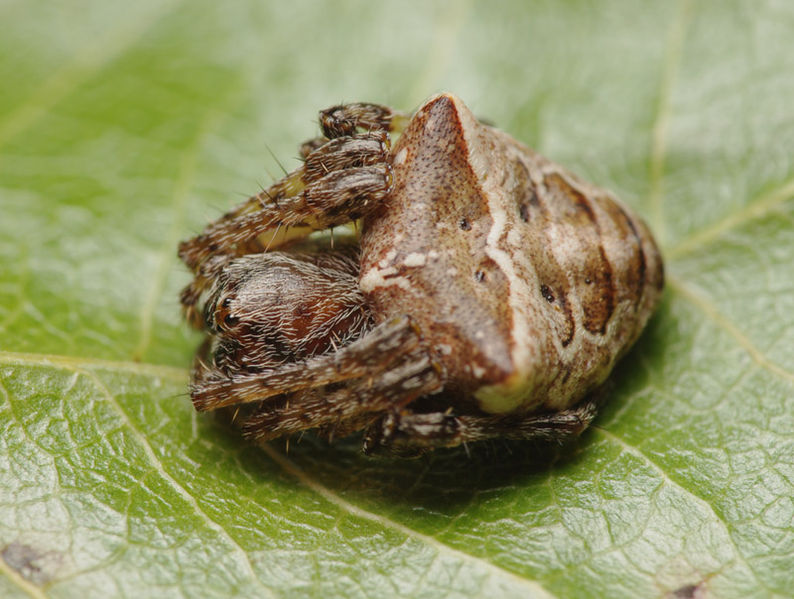 Datei:Gibbaranea bituberculata female A5632 PK2550.JPG