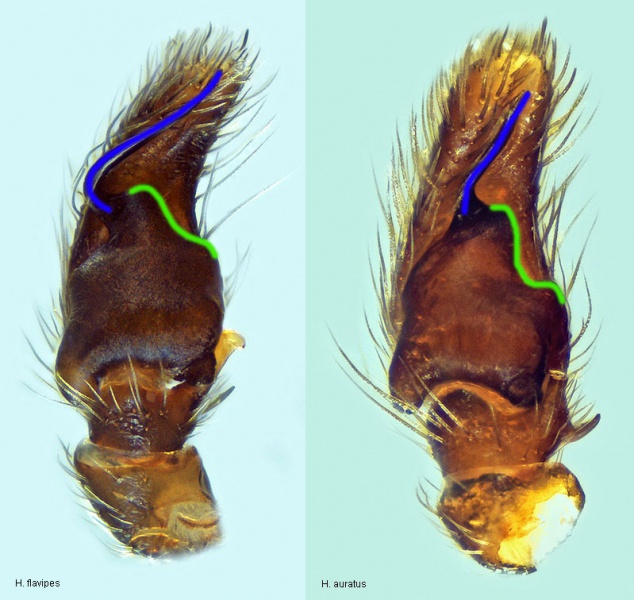 Datei:Hel flav aur.jpg