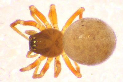 Microctenonyx subitaneus f do SSchmitz.jpg