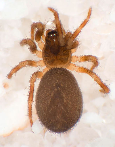 Ononidum Reinstaedt 08-05 01.jpg