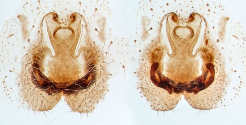 Datei:Pisaura-novicia Bulgarien-Sofia 17-05 05-epig-vulva.jpg