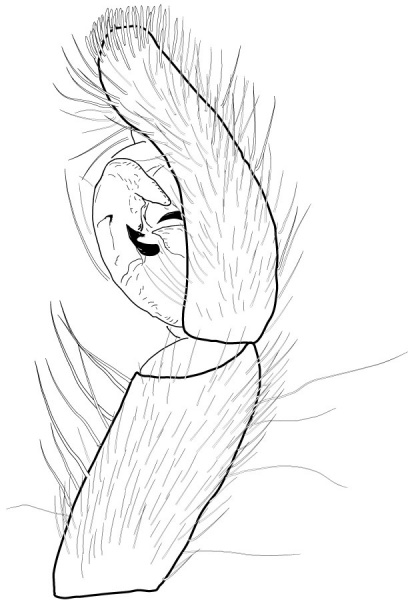 Datei:TrabeaCazorlaPedipalpLateral Drawing.jpg