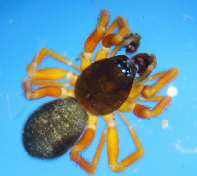 Datei:Walckenaeria vigilax male BAadland.jpg