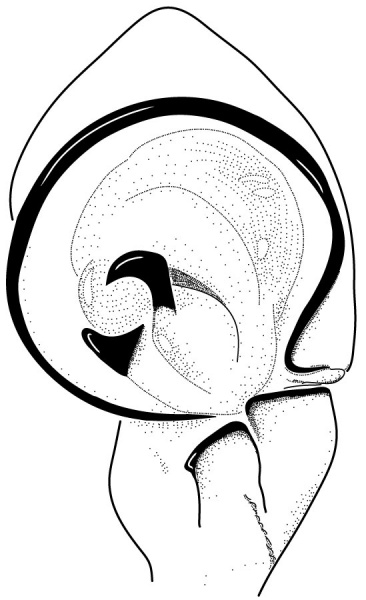 Datei:XysticusIbexPalpVentralDrawing.jpg