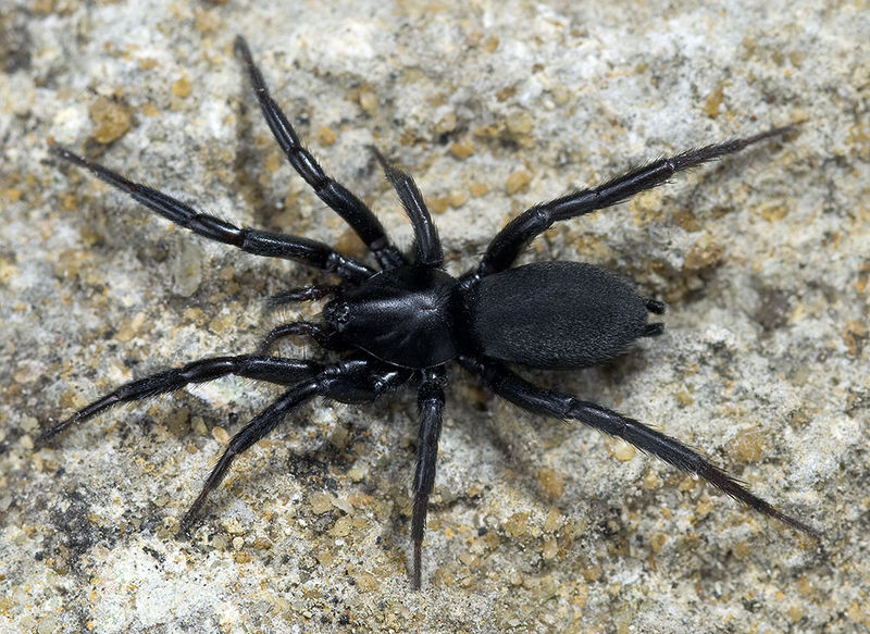 Datei:Zelotes-erebeus Dordogne 11-09 02.jpg