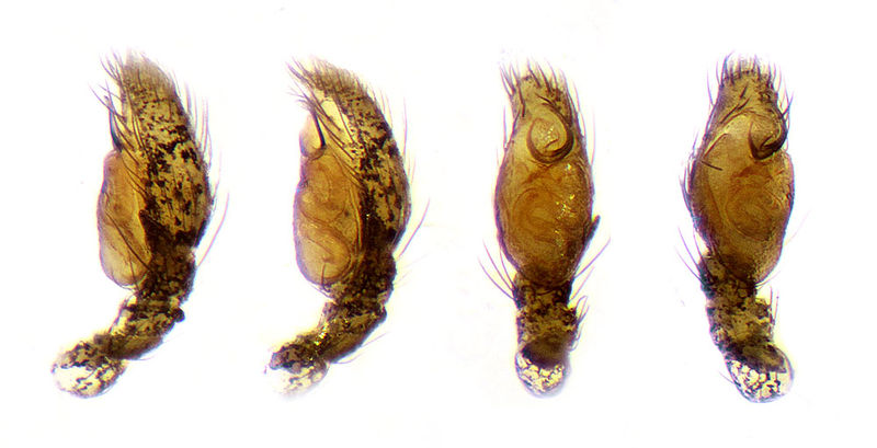 Datei:Chalcoscirtus infimus Palpus Schaefer.jpg