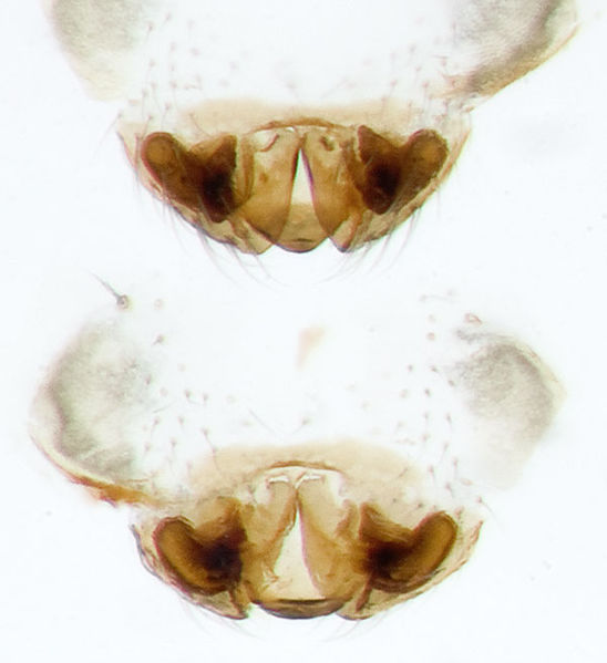 Datei:Diplocephalus-cristatus Rhoen-Bischofsheim 14-06 02-Epig-Vulva.jpg