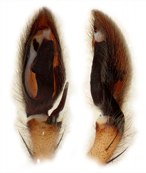 Datei:Eusparassus walckenaeri Palpus Schaefer.jpg