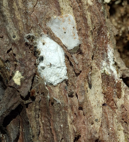 Datei:Laticeps Leutratal 04-2007 05 Gespinst.jpg