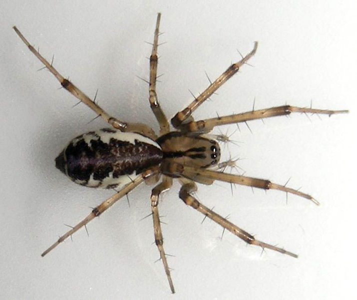 Datei:Linyphia triangularis.jpg