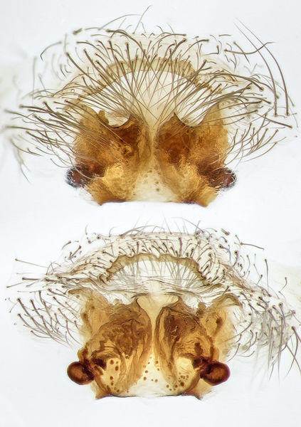 Datei:Lycosoides-coarctata Sardinien-Usini 13-04 01-Epig-Vulva.jpg