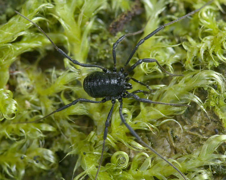 Datei:Nemastoma-triste Rennsteig-5330 10-07 03.jpg