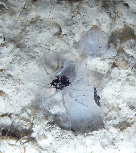 Datei:Oecobius navus Leg. J. Neumann.JPG