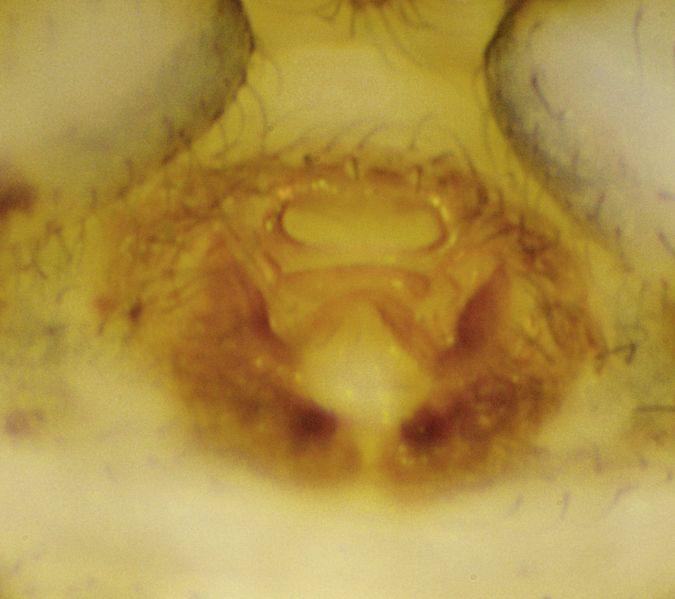 Datei:Ozyptila brevipes (epigyne)-19.05.10-472-6.jpg