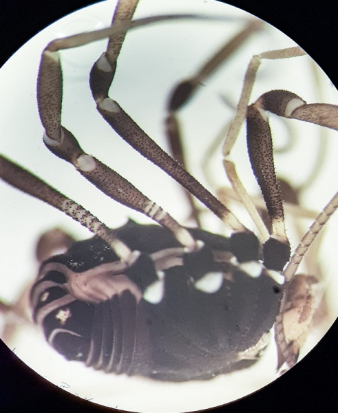 Datei:Paranemastoma ryla femur segmentation.jpg