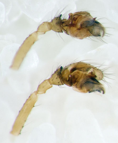 Datei:Pseudomaro-aenigmaticus Eisenbahntunnel-Tholey 09-12 02-Ped.jpg