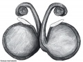 Vulva dorsal