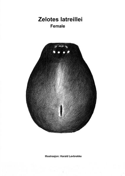 Datei:Zelotes latreillei fem hab edd.jpg