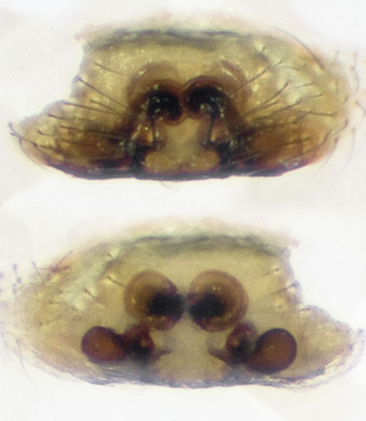 Datei:Gonatium-rubens Saalborn 09-07 05-Epig-Vulva.jpg