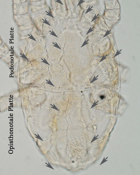 Datei:Hemipteroseius adleri A4992 O0608merkmale1.jpg