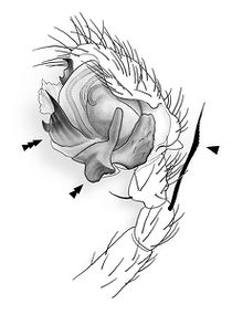 Incestophantes-crucifer Pedipalpus 09-12.jpg