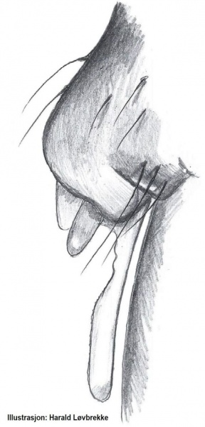 Datei:Lepthyphantes ritae epigyn lateralt HLovbrekke.jpg