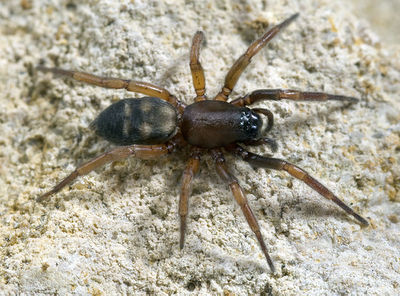 Phaeocedus-braccatus Dordogne 11-09 02.jpg