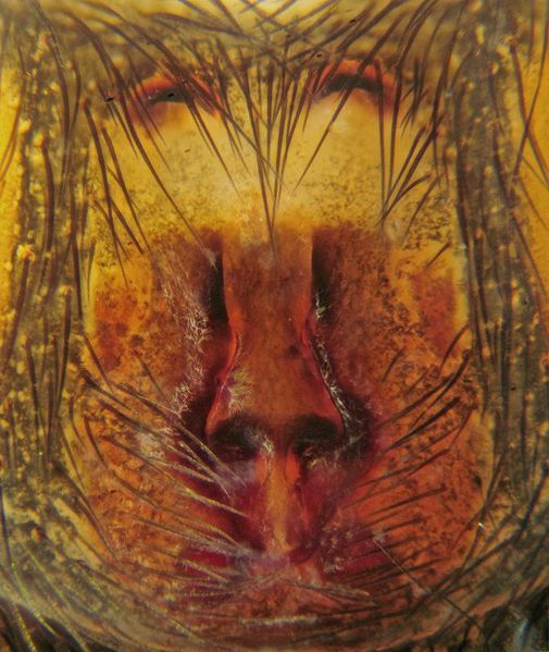 Datei:Zelotes femellus w epi JGuttenberger.jpg