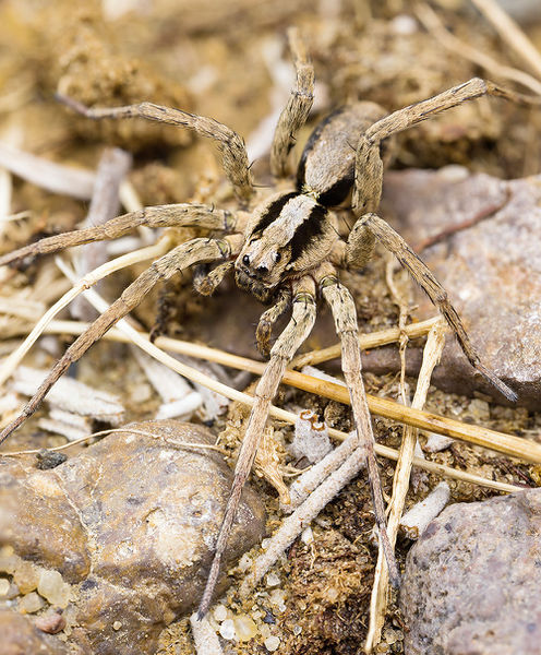 Datei:Alopecosa-laciniosa Quéribus 16-10 03-male.jpg