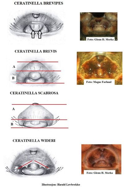Datei:Ceratinella epigynenvergleich 2 HLovbrekke.jpg