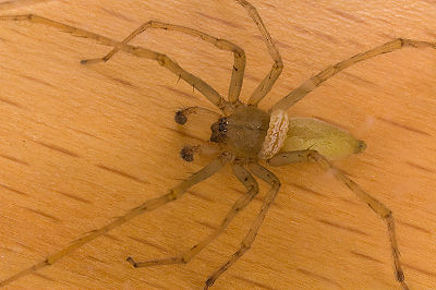 Cheiracanthium mildei M 7-4690.jpg