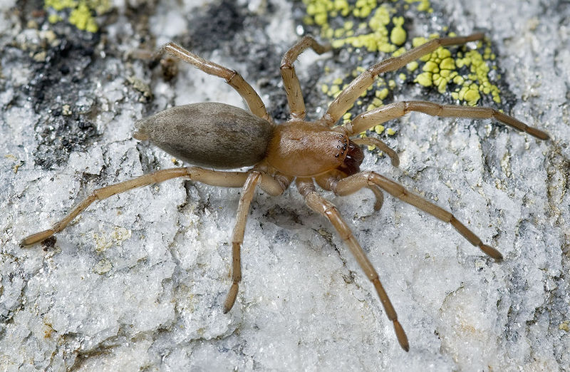 Datei:Drassodex-drescoi Alpen-Matterhorn 14-09 01-safemale.jpg