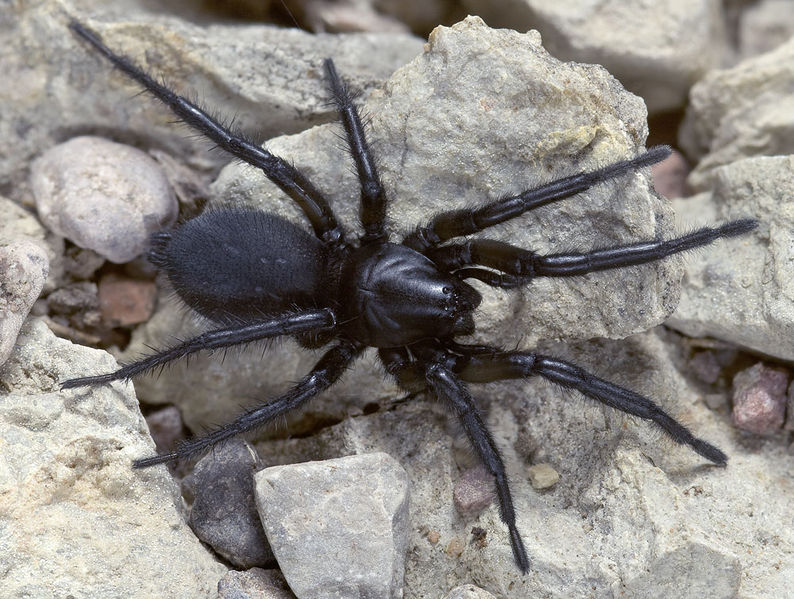 Datei:Gnaphosa-lucifuga Bosnien-Hochplateau 13-02 02.jpg