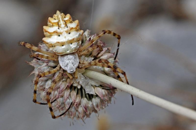 Datei:Lobata Bausch Montenegro.jpg