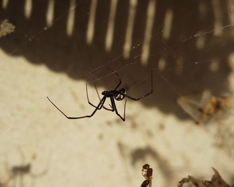 Datei:Lothar Latrodectus 1.JPG