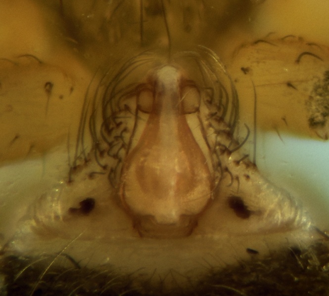 Datei:Palliduphantes stygius Eipyne 20171218203259-699124bb.jpg