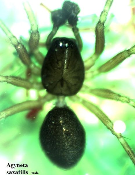 Datei:Agyneta saxatilis male do HLovbrekke.jpg