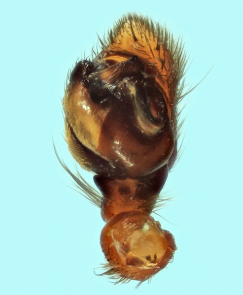 Datei:Berlandina nubivaga male palpus 20171221201408-cff9fe8a-me.jpg