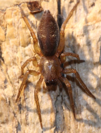 C. reclusa Frits.jpg