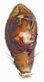 Pedipalpus, ventral