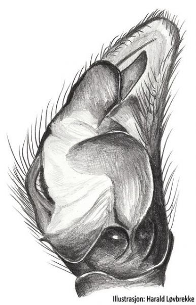 Datei:Gnaphosa lapponum palp HLovbrekke.jpg