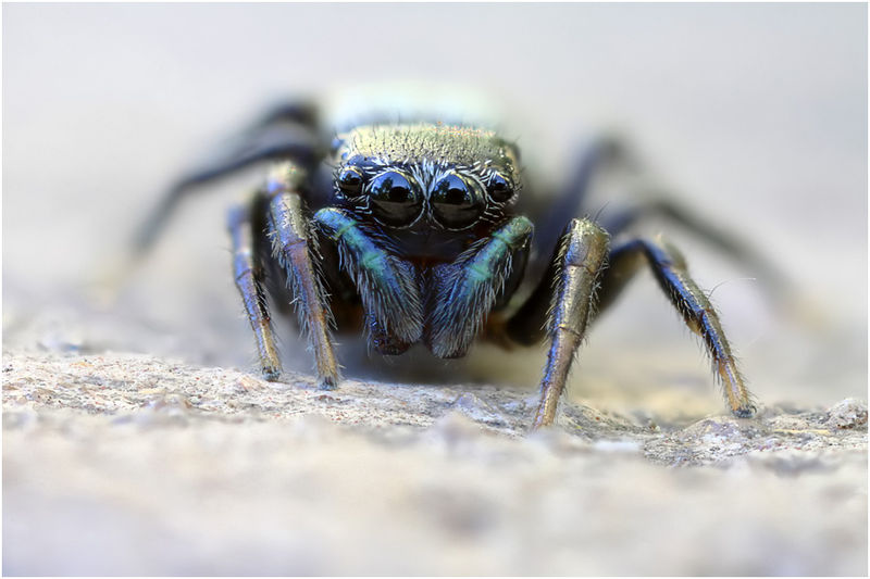 Datei:Heliophanus cupreus female frontal Wolff.jpg