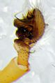linker Pedipalpus lateral