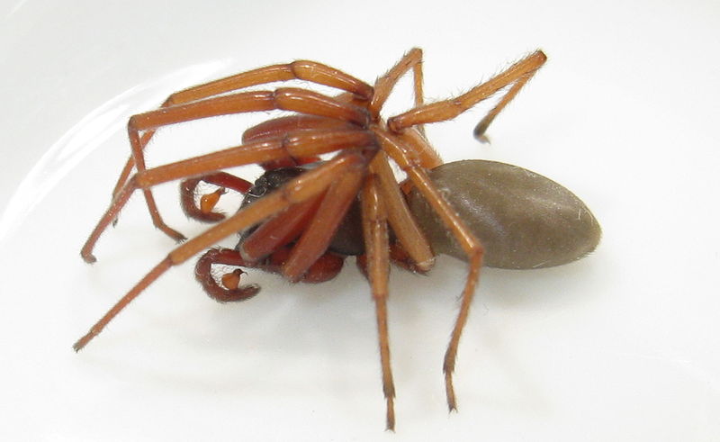 Datei:IMG 7647vergr..jpg